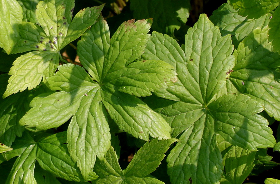 Изображение особи Geranium nodosum.