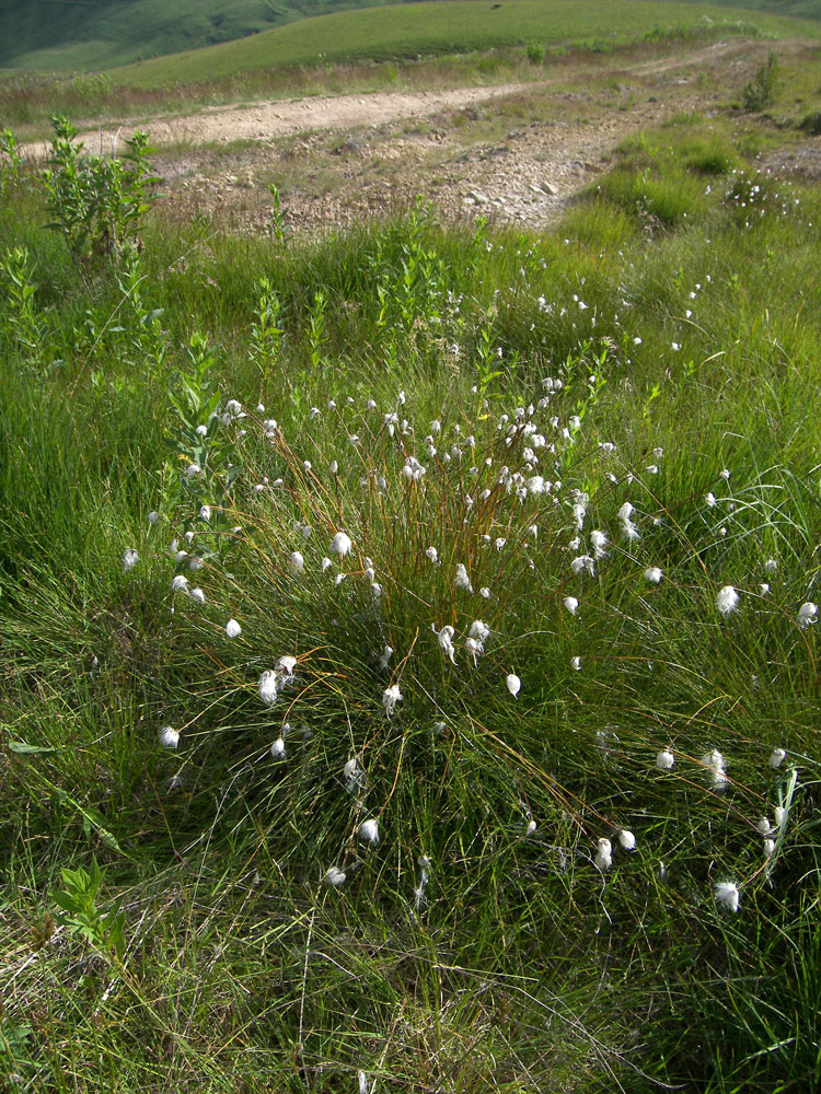 Изображение особи Eriophorum vaginatum.