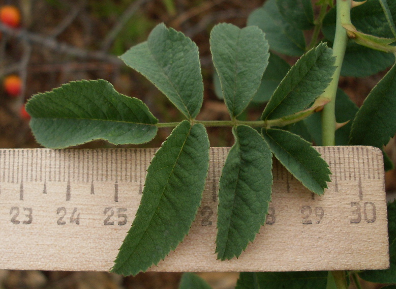 Image of Rosa tomentosa specimen.