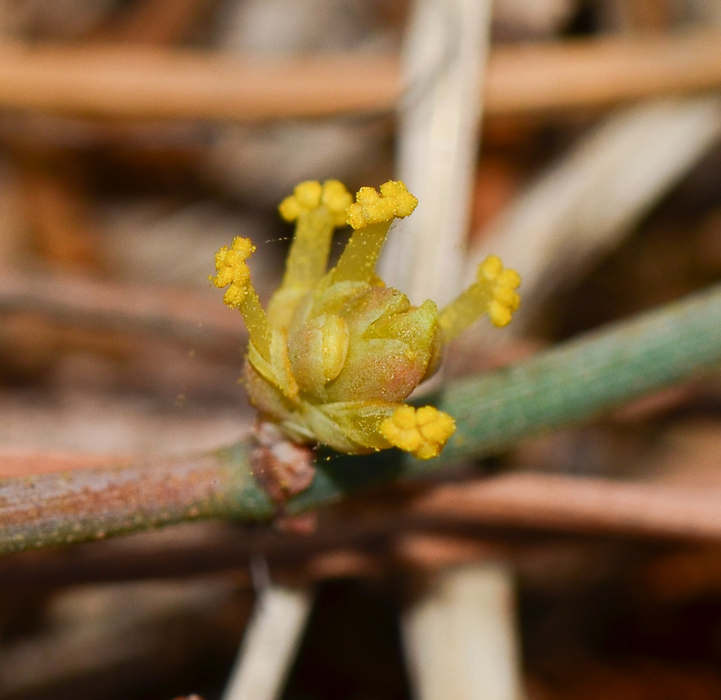 Image of Ephedra aphylla specimen.