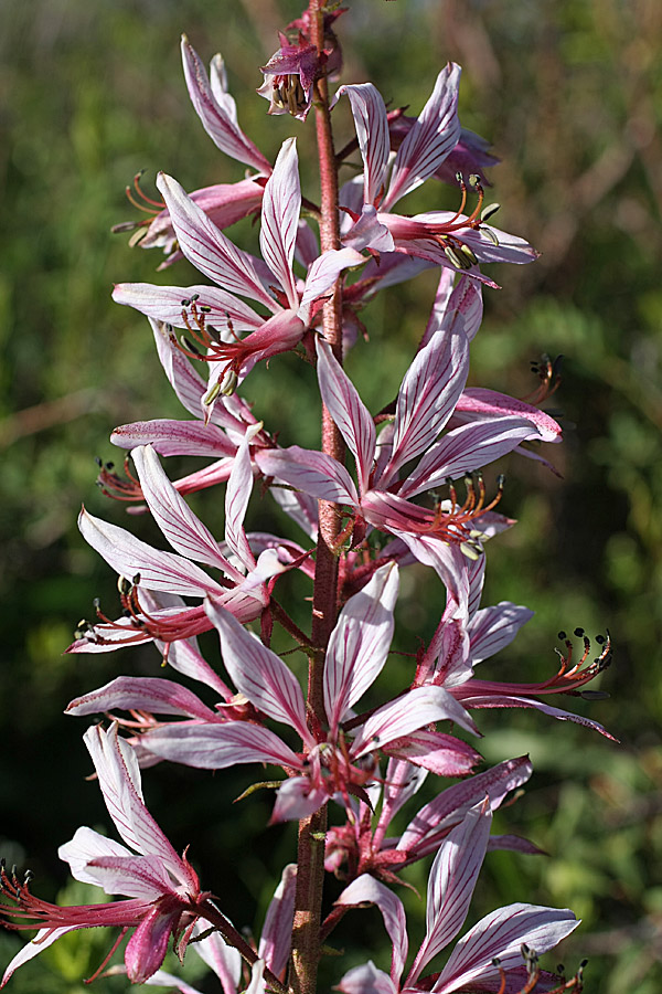 Image of Dictamnus angustifolius specimen.