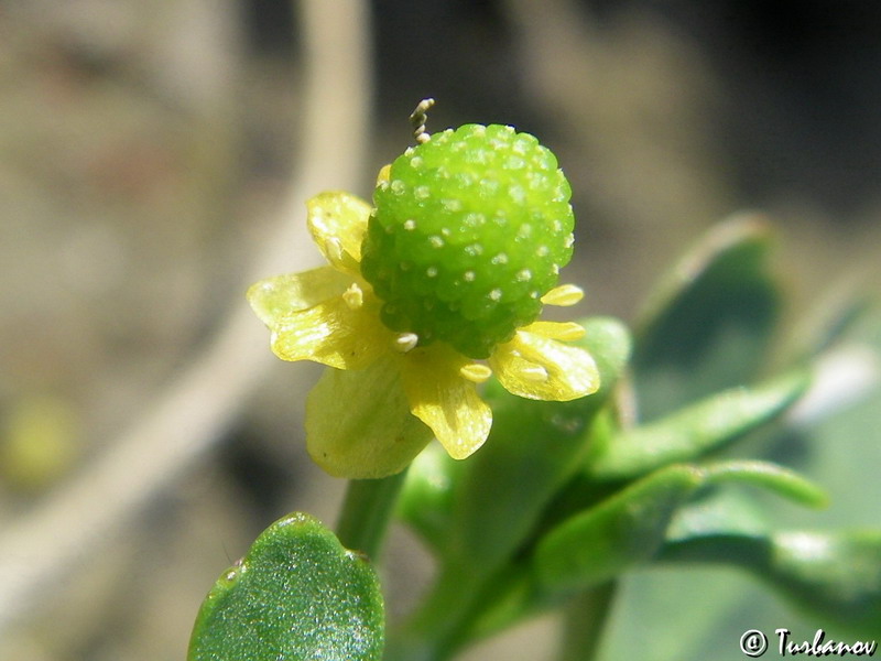 Изображение особи Ranunculus sceleratus.