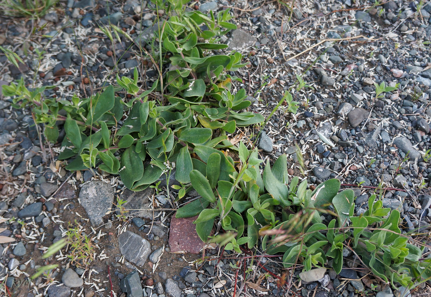 Image of Gypsophila perfoliata specimen.