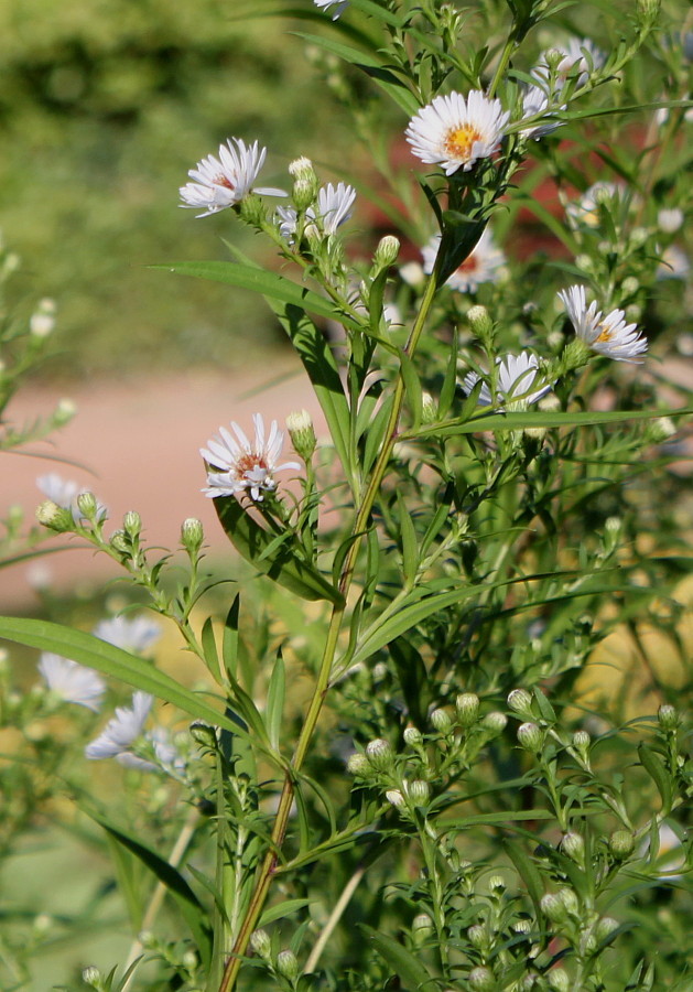 Image of genus Symphyotrichum specimen.