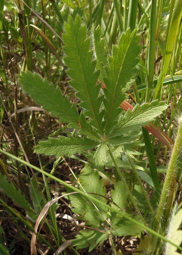 Изображение особи Potentilla recta.