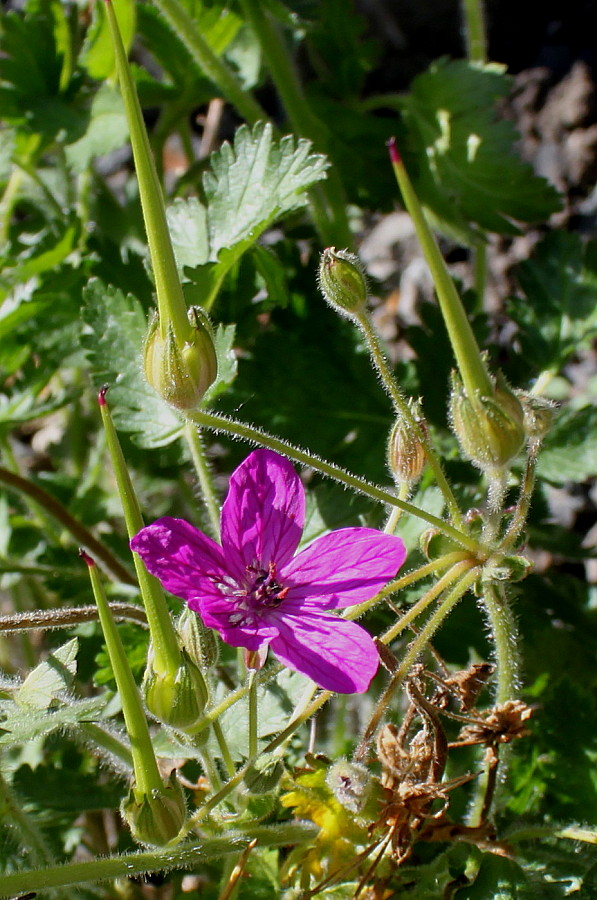 Изображение особи род Erodium.