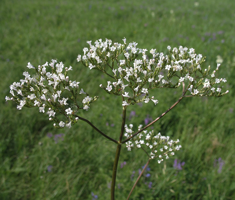 Image of Valeriana rossica specimen.