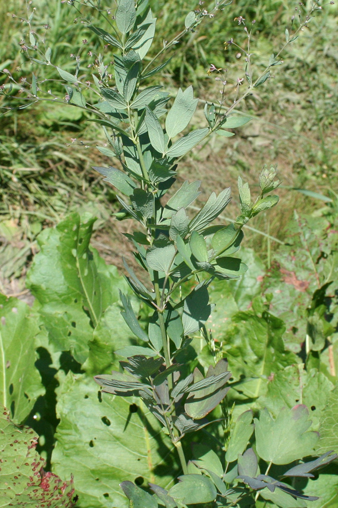 Image of Thalictrum simplex specimen.