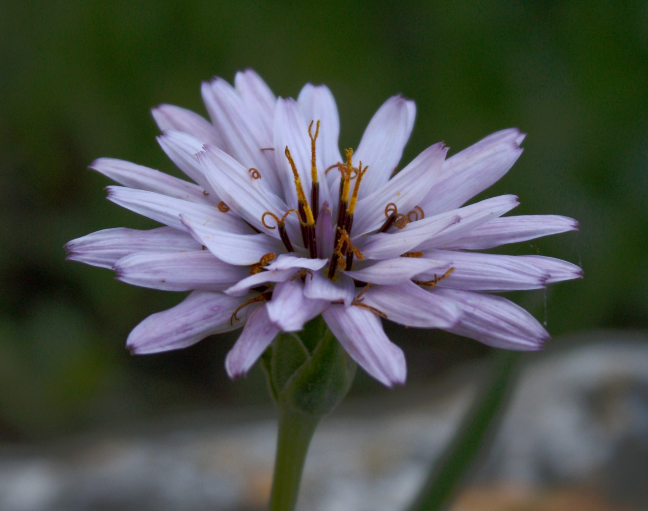 Image of Scorzonera multiscapa specimen.