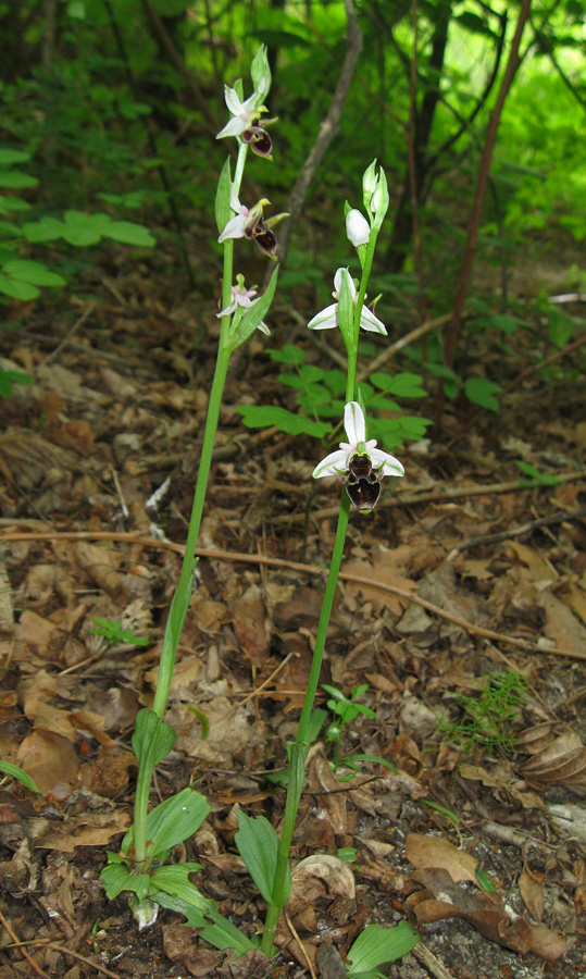 Image of Ophrys oestrifera specimen.