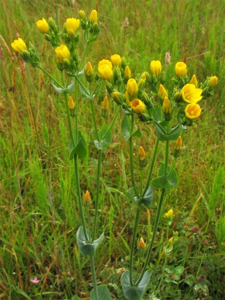 Изображение особи Blackstonia perfoliata.