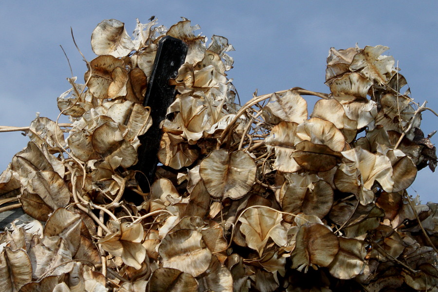 Изображение особи Dioscorea villosa.