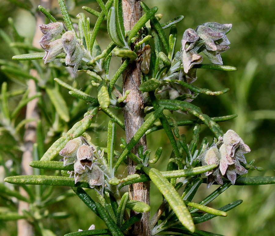 Image of Rosmarinus officinalis specimen.