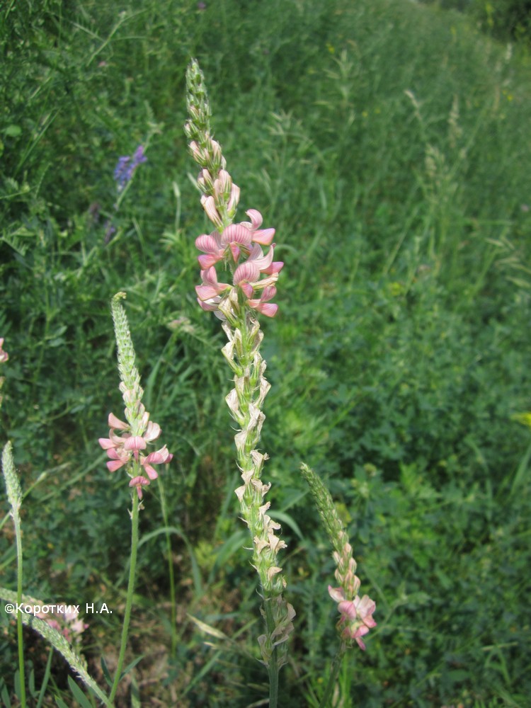 Изображение особи Onobrychis arenaria.