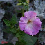 Petunia &times; hybrida