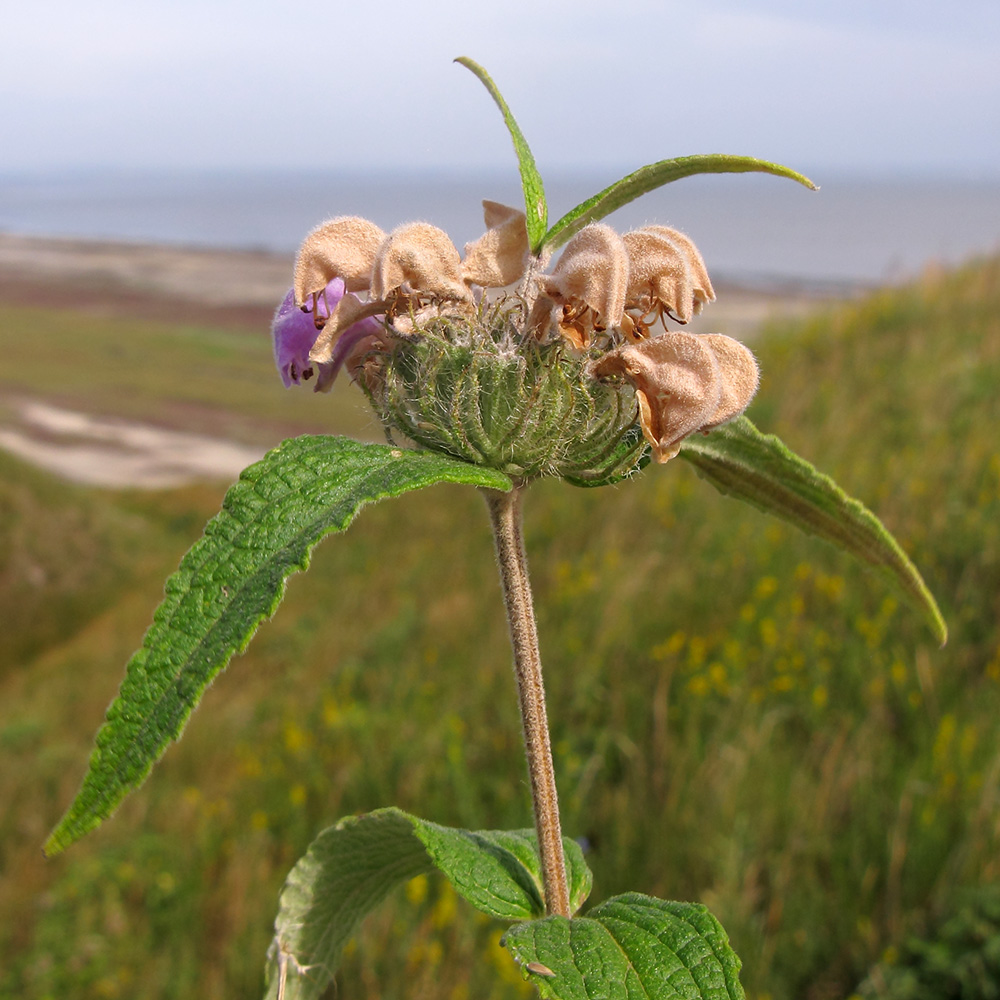 Image of Phlomis taurica specimen.