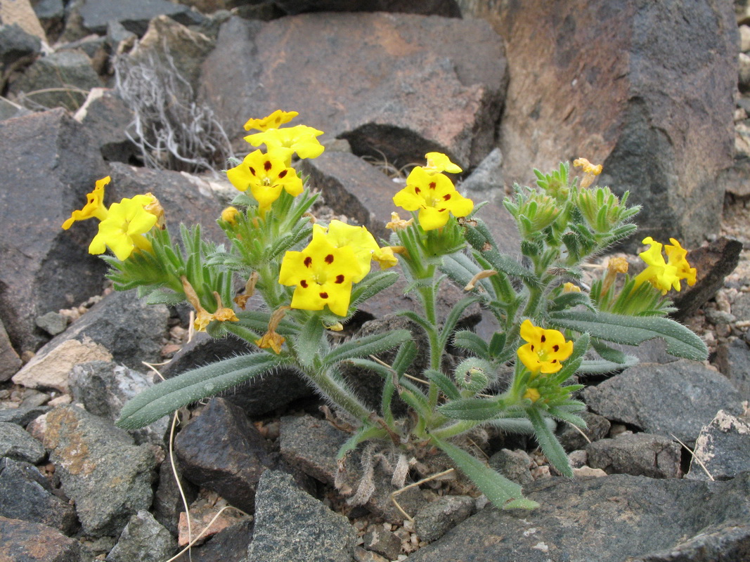 Image of Arnebia guttata specimen.