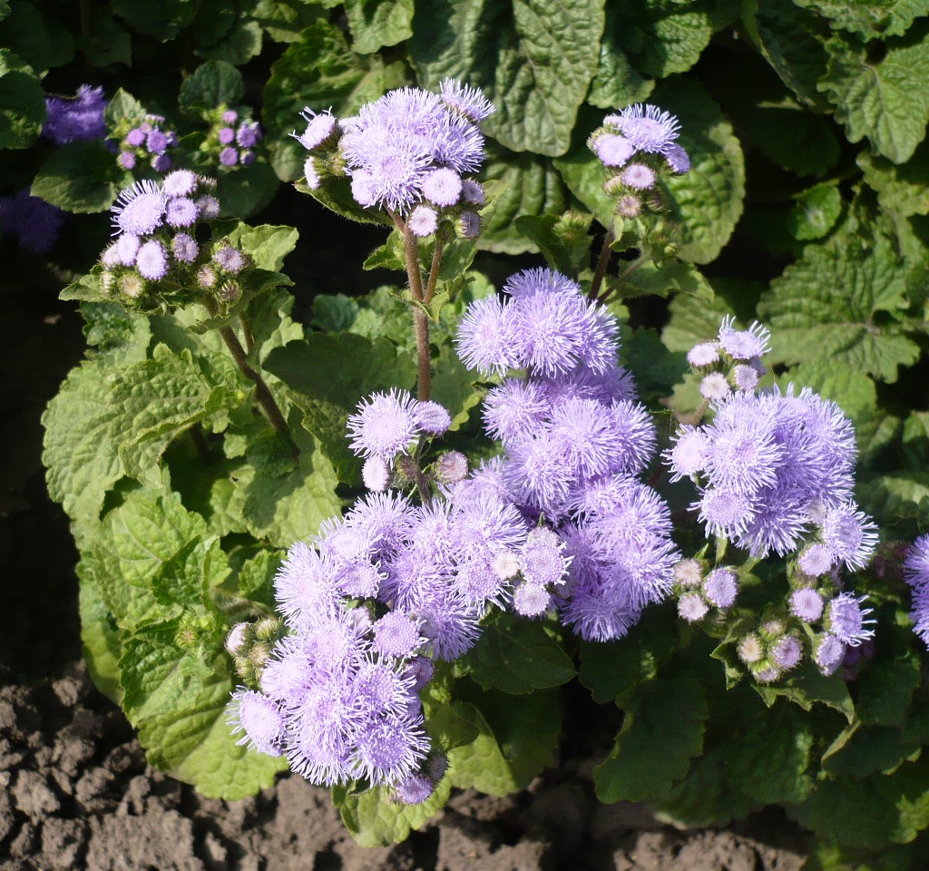 Image of Ageratum houstonianum specimen.