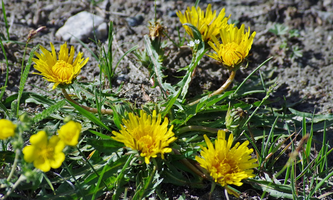 Изображение особи род Taraxacum.