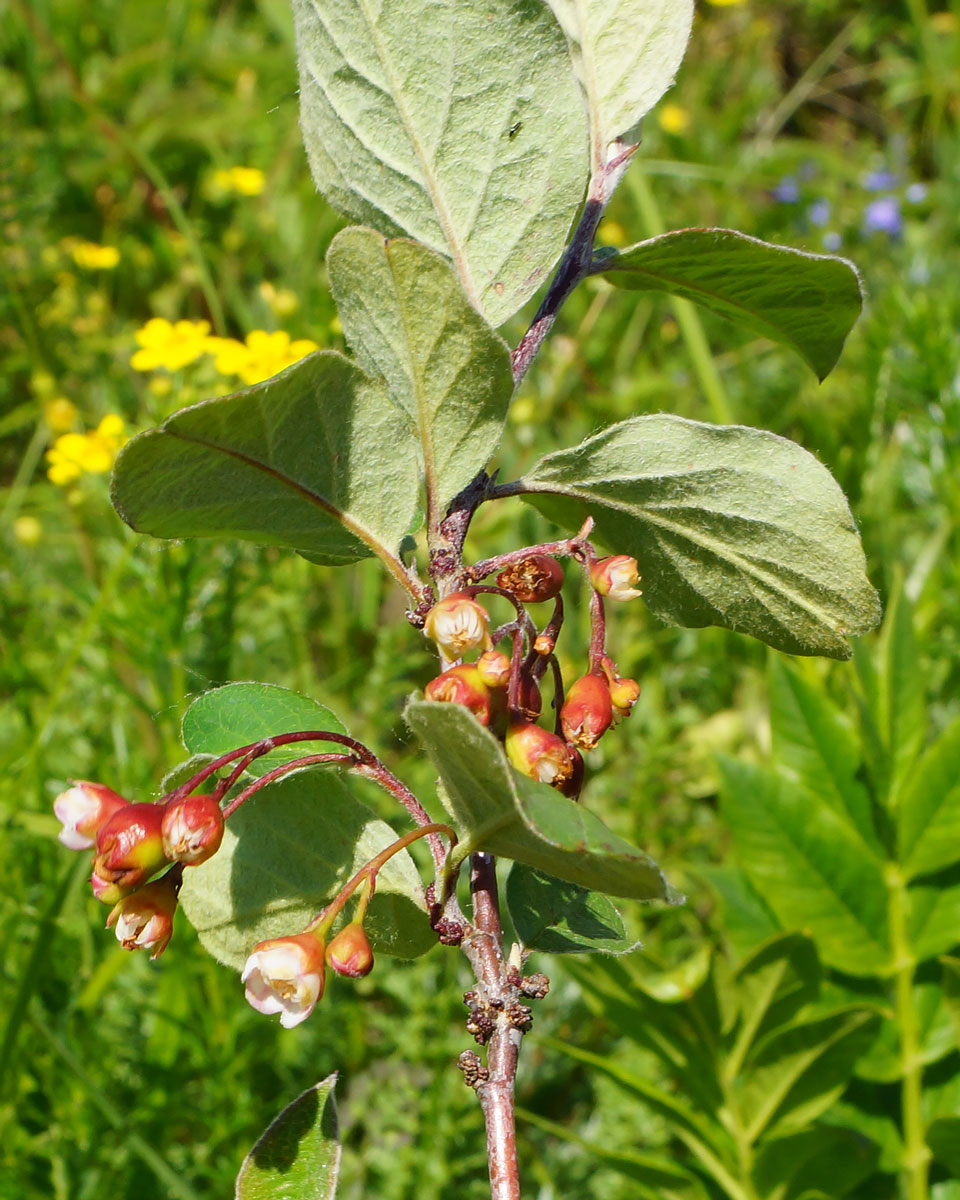 Image of Cotoneaster melanocarpus specimen.