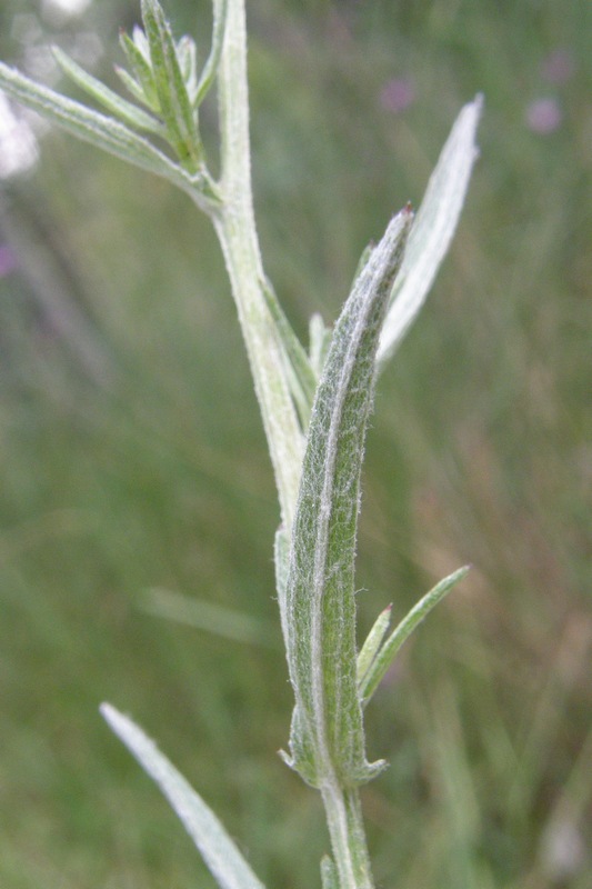 Изображение особи Centaurea jacea ssp. substituta.