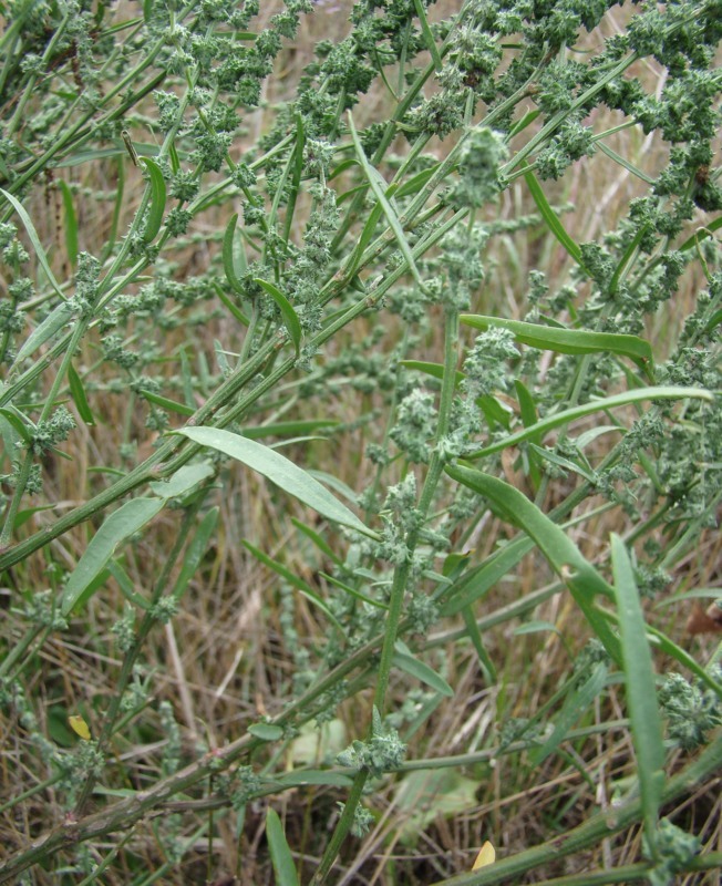 Image of Atriplex patens specimen.