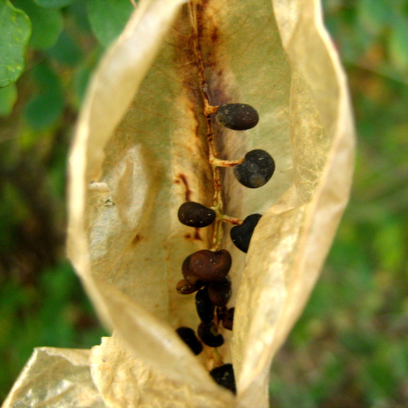 Изображение особи Colutea orientalis.