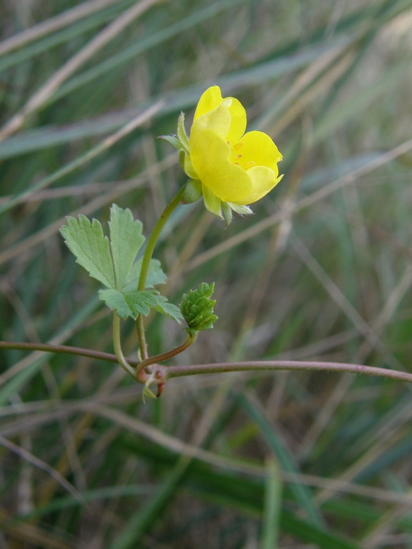 Image of Potentilla reptans specimen.