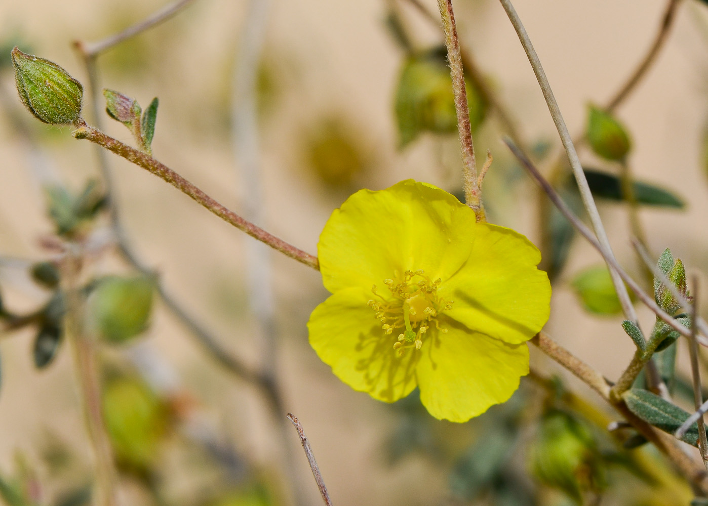 Image of Helianthemum sancti-antonii specimen.