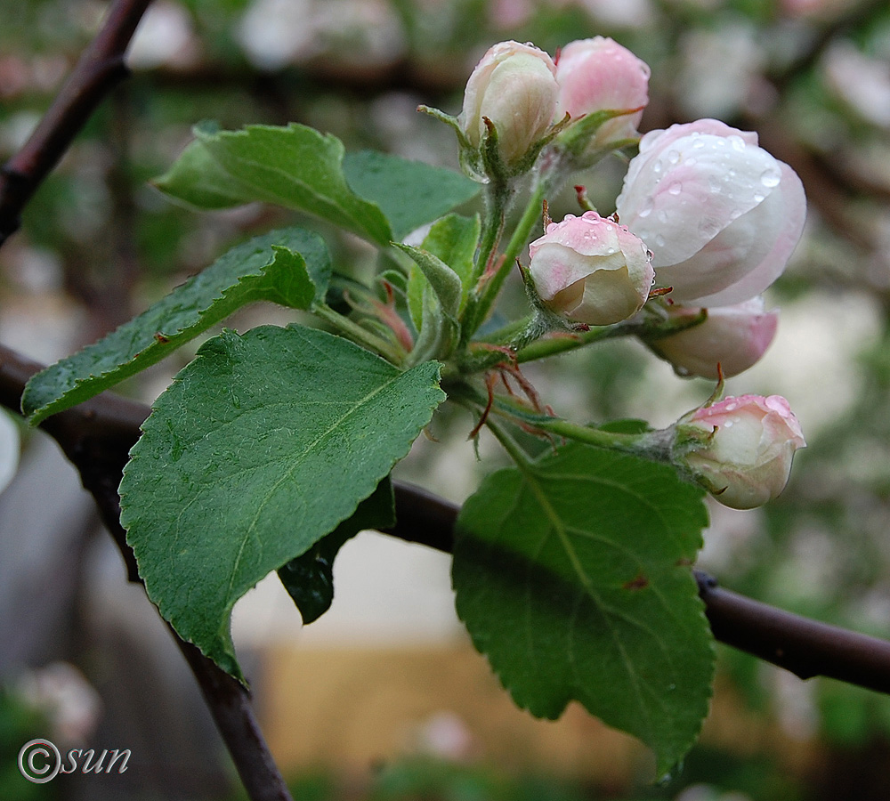 Изображение особи Malus domestica.