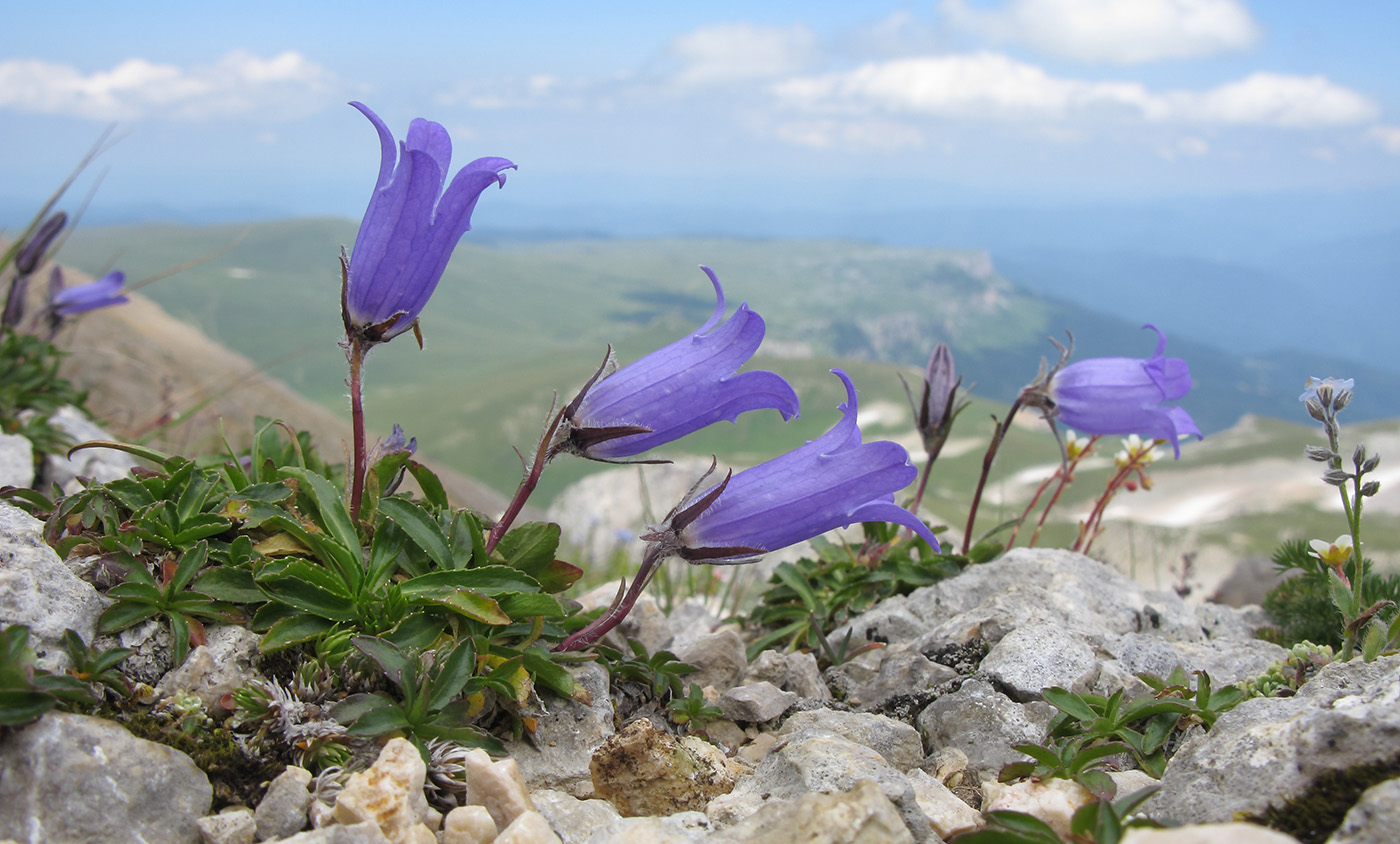 Изображение особи Campanula ciliata.