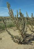 Salsola foliosa