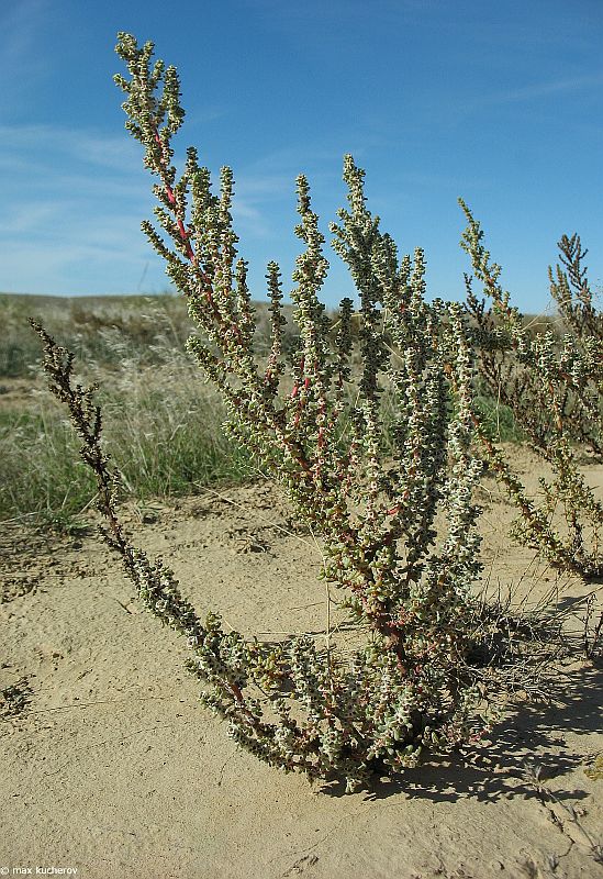 Image of Salsola foliosa specimen.