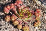 Sempervivum tectorum. Вегетирующее растение с дочерними розетками. Мурманск, МГГУ, в культуре. 30.05.2014.