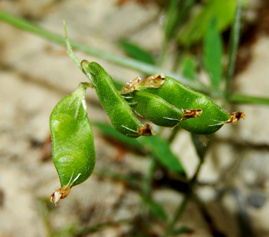 Image of Vicia loiseleurii specimen.