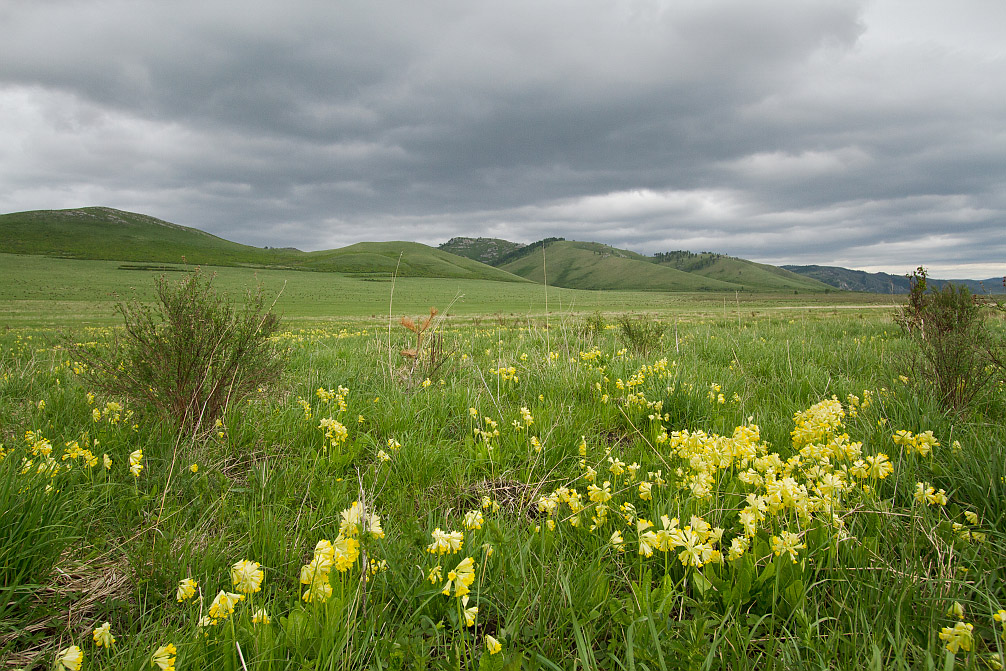 Image of Primula macrocalyx specimen.