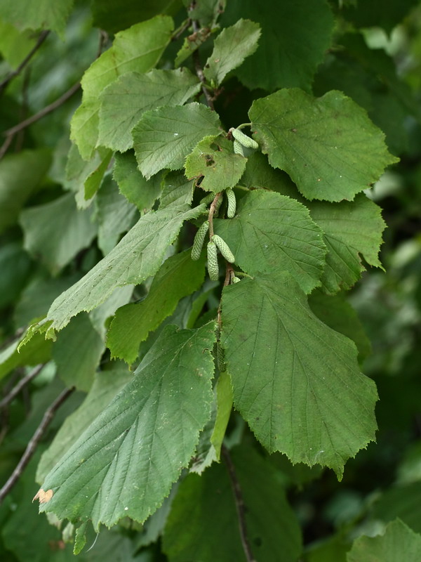 Image of Corylus avellana specimen.