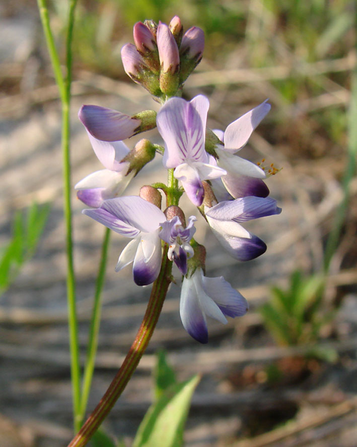 Image of Astragalus alpinus specimen.