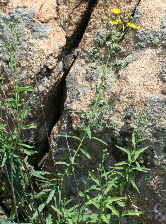 Image of Hieracium robustum specimen.