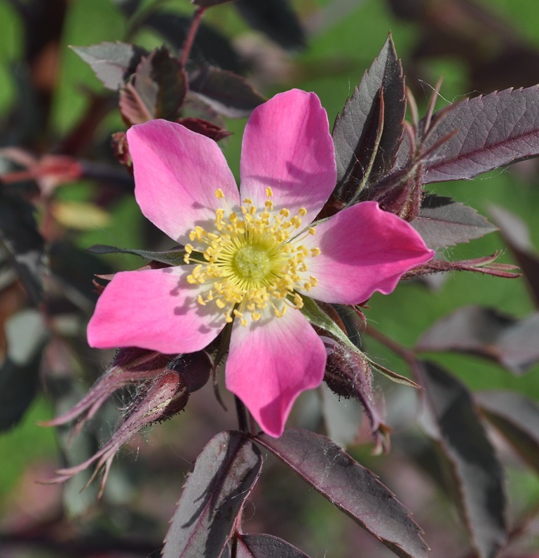 Изображение особи Rosa glauca.