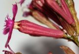Смотреть изображение Silene armeria