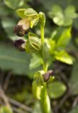 Ophrys &times; brigittae