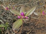Rhododendron sichotense