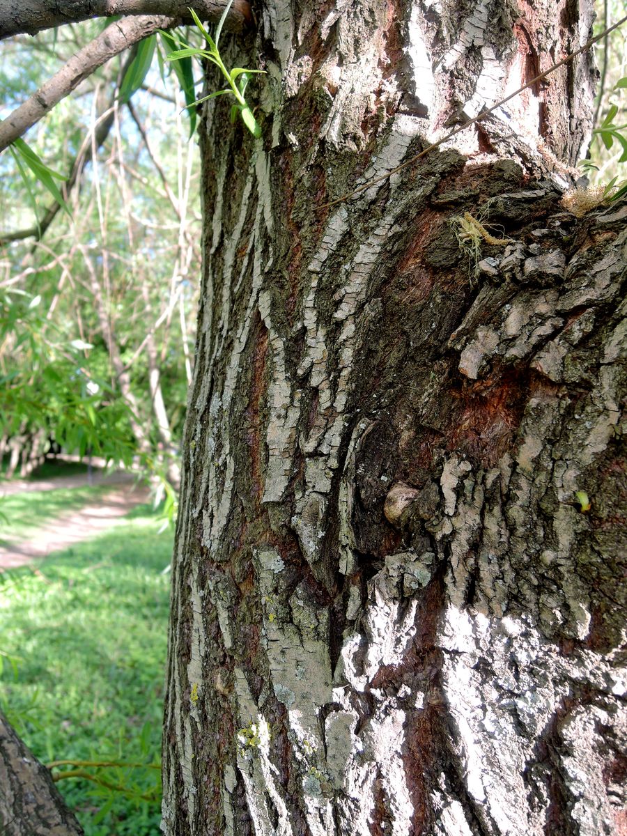 Image of genus Salix specimen.