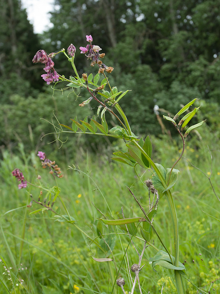 Изображение особи Lathyrus pisiformis.