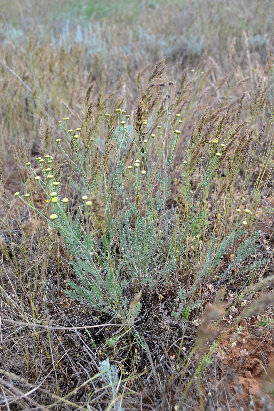 Image of Tanacetum achilleifolium specimen.