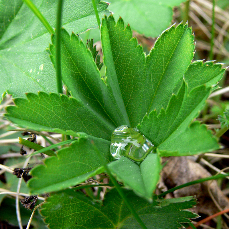 Изображение особи Alchemilla auriculata.