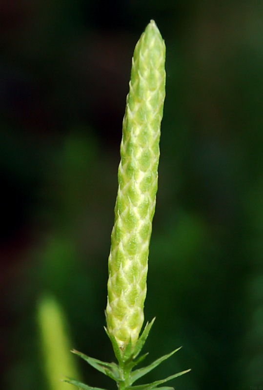 Изображение особи Lycopodium annotinum.