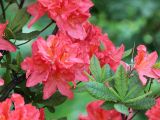 Rhododendron molle подвид japonicum. Соцветия и листья. Санкт-Петербург, Ботанический сад БИН РАН. 10.06.2015.
