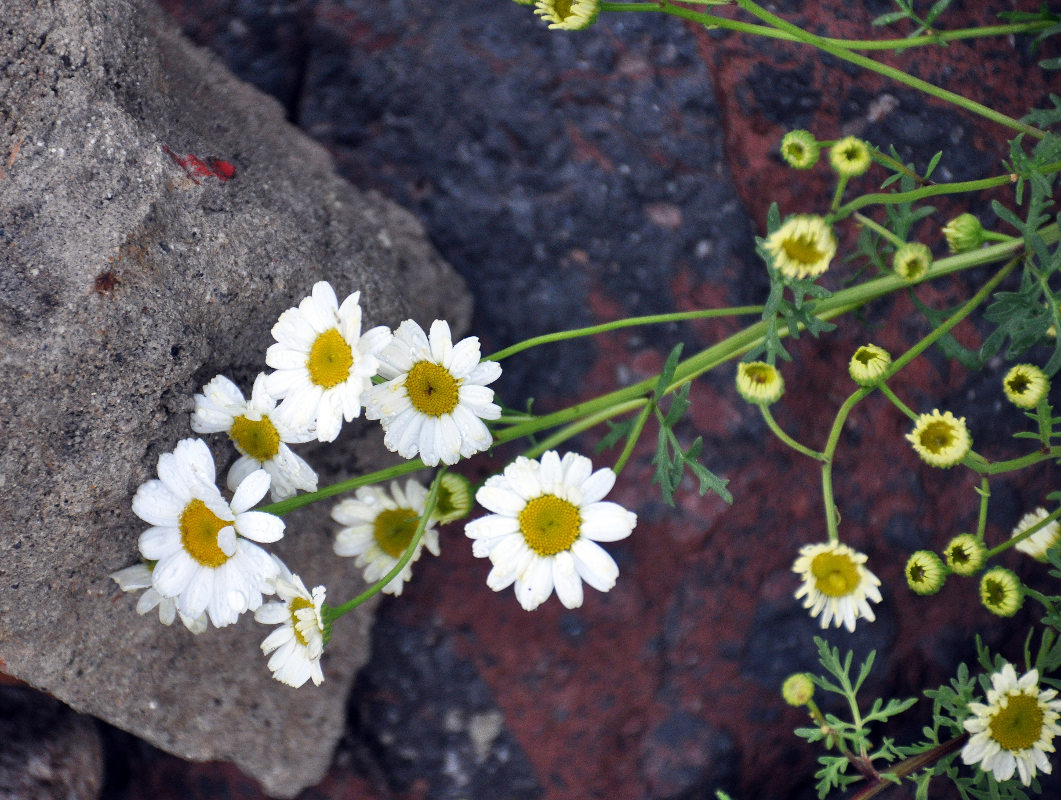 Image of Pyrethrum peucedanifolium specimen.